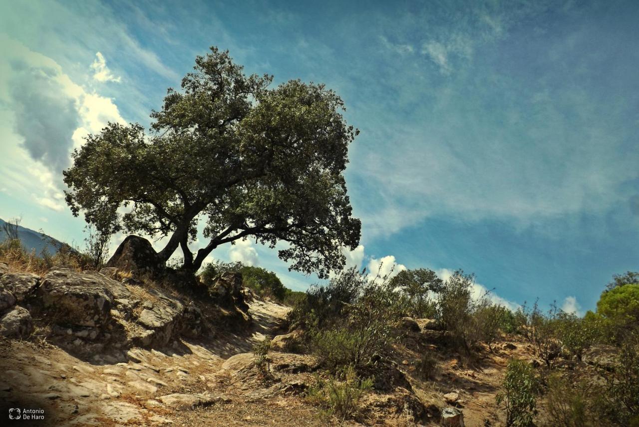 Vina Concepcion Villa Andújar Exteriör bild